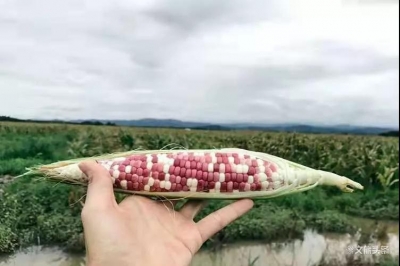 西双版纳小玉米，香甜软糯，每粒都像在吃玉米味的QQ糖