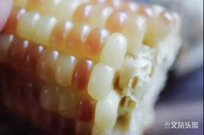 西双版纳小玉米，香甜软糯，每粒都像在吃玉米味的QQ糖