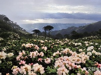 图集 | 待山花灿烂 再到苍山赏杜鹃
