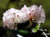 图集 | 待山花灿烂 再到苍山赏杜鹃