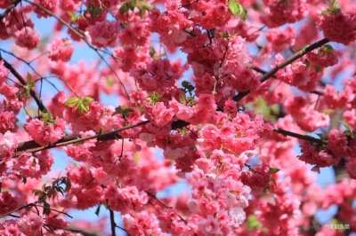 在线开启“云赏花” 看遍云南早春花海