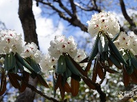 图集 | 待山花灿烂 再到苍山赏杜鹃