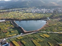 立春 油菜花开春光美