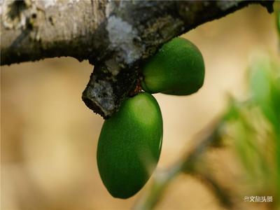石屏：满园春色关不住，贴梗海棠花正艳