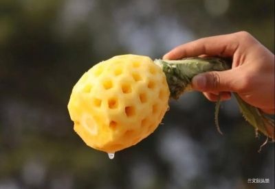 自带香味，清甜脆爽，河口香水小菠萝在等你