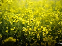 图集 | 云南民族村里的“花花世界”