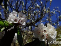 图集 | 待山花灿烂 再到苍山赏杜鹃