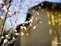 图集 | 云南民族村里的“花花世界”