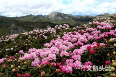 春风十里不如你 待春暖花开去迪庆来一场完美旅行