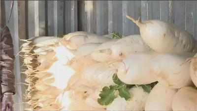 湖北，云南人民的香蕉、萝卜、洋葱、三七、卷心菜......来了！