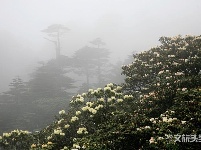 图集 | 待山花灿烂 再到苍山赏杜鹃
