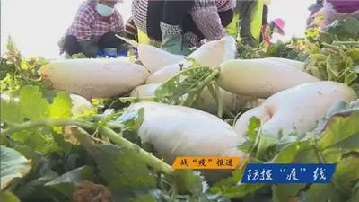 湖北，云南人民的香蕉、萝卜、洋葱、三七、卷心菜......来了！