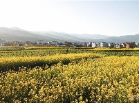 立春 油菜花开春光美