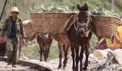 自带香味，清甜脆爽，河口香水小菠萝在等你