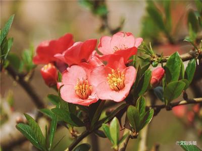 石屏：满园春色关不住，贴梗海棠花正艳