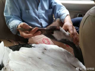 广州动物园学飞丹顶鹤落在车流中，热心车主呼救助其安全回家
