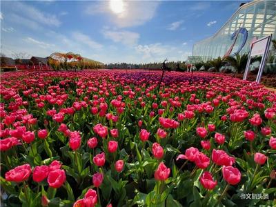 春暖花开 捞鱼河湿地公园恢复开放 全年所有花展对医护人员免票