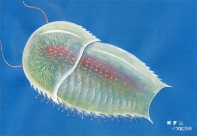 玉溪市博物馆开启“云看展”  首期古生物展上线引关注