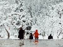 图集 | 鼠年到，会泽水城梨园的一番雪景