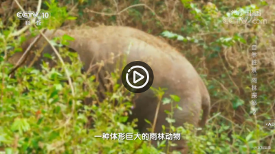 视频 | 《地理·中国》  自然胜景·雨林探秘 2