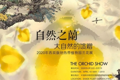 西双版纳热带植物园兰花展将于4月10日开展