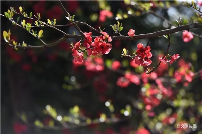 春来疫散，昆明新晋十大最美赏花地，你最想先去哪一个？