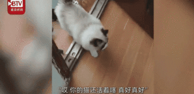 猫坚强！ 主人感染新冠住院，猫在家独自生活40余天，还生了小猫！