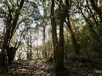 图集 |秘境传说——哀牢山之金山原始森林