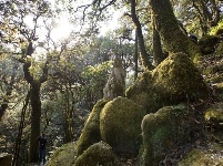 图集 |秘境传说——哀牢山之金山原始森林