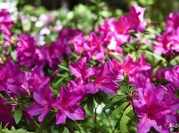 图集 | 昙华寺公园恢复开放 赏花晒太阳