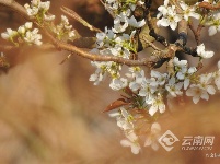 图集 | 昆明花事：樱花海棠漫春城 桃花梨花映春光
