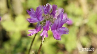 【游记】春和景明 屏边踏青之旅
