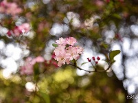 图集 | 昙华寺公园恢复开放 赏花晒太阳