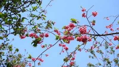 节省一半时间，赏花更便捷！宜良樱花谷复线公路今日正式通车