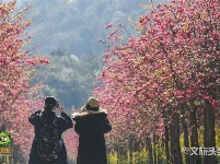 图集｜遇见满山花 邂逅磨盘山