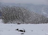 图集 | 鼠年到，会泽水城梨园的一番雪景
