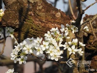 图集 | 昆明花事：樱花海棠漫春城 桃花梨花映春光