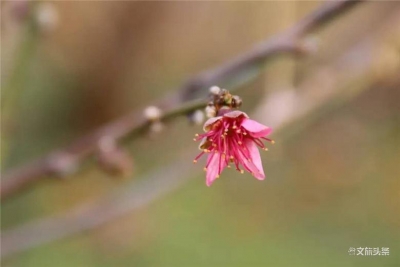 人间三月天 红河云赏花？馋了，吃花去！
