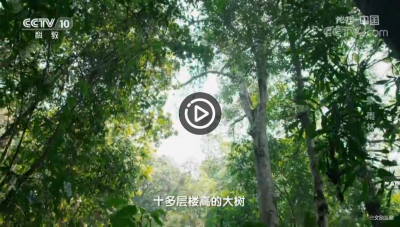 视频 | 《地理·中国》自然胜景·雨林探秘 1