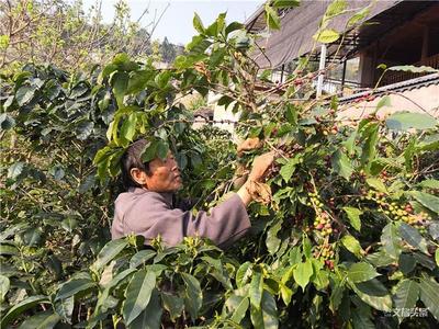 保山龙陵镇安：三月咖啡红满枝  心花怒放喜摘果