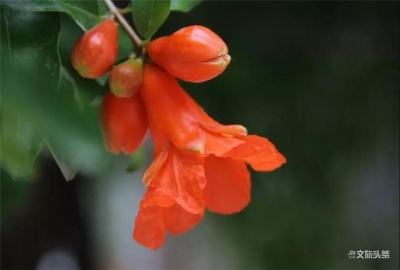 人间三月天 红河云赏花？馋了，吃花去！