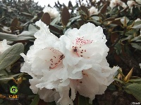 图集 ▏轿子雪山是花的海洋