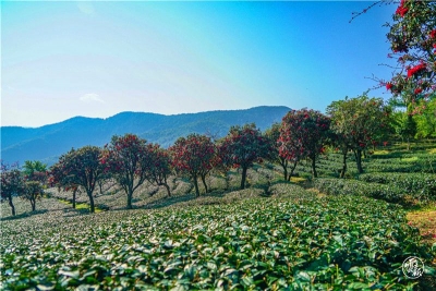 大理南涧：高山草甸诗画里 康养福地花事浓 