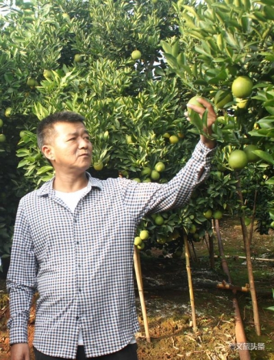 褚一斌：褚橙庄园橙花开了  2020年仍要充满希望