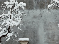 图集 | 鼠年到，会泽水城梨园的一番雪景