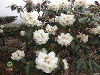 图集 ▏轿子雪山是花的海洋