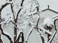 图集 | 鼠年到，会泽水城梨园的一番雪景