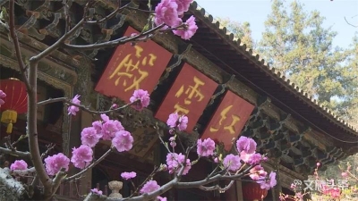 图集｜玉溪市通海秀山公园：桃之夭夭  桃桩花开喜迎春