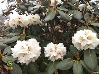图集 ▏轿子雪山是花的海洋