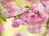图集 | 昆明花事：樱花海棠漫春城 桃花梨花映春光